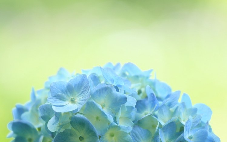 Hydrangea Windows 11/10 Theme - themepack.me