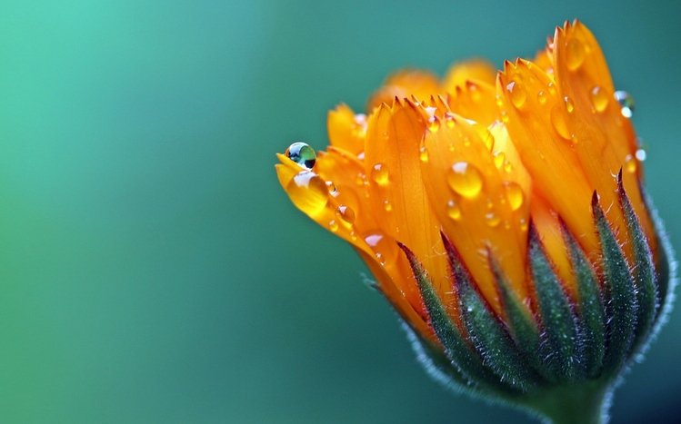 Marigold Theme screenshot #13