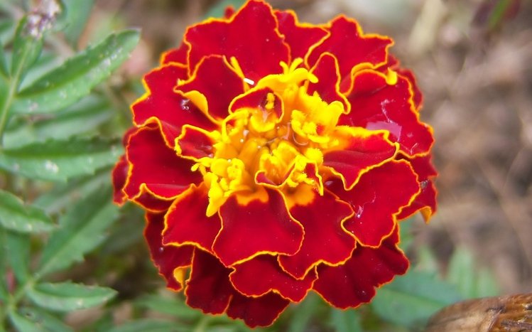 Marigold Theme screenshot #12