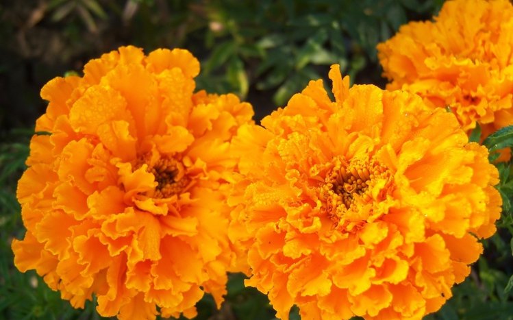 Marigold Theme screenshot #11