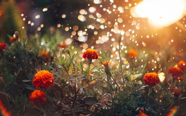 Marigold Theme screenshot #6