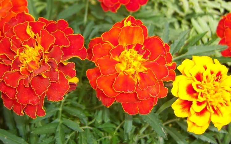 Marigold Theme screenshot #10