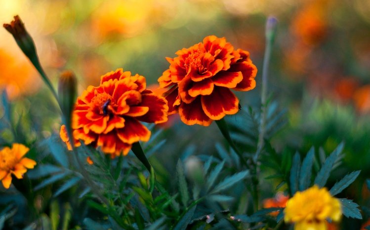 Marigold Theme screenshot #3