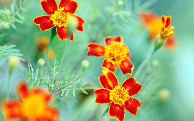 Marigold Theme screenshot #14