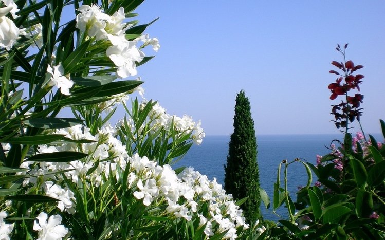 Blossom Theme screenshot #14