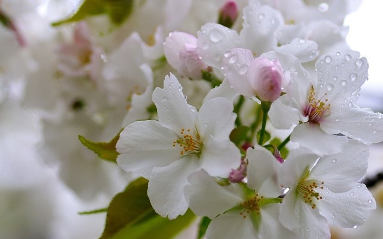 Blossom Theme screenshot #11