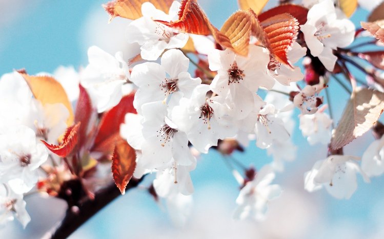 Blossom Theme screenshot #3