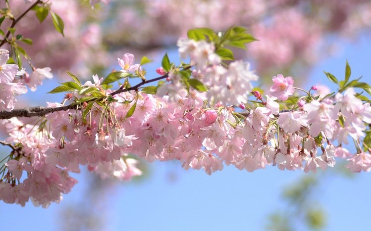 Blossom Theme screenshot #9