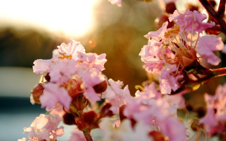 Blossom Theme screenshot #4