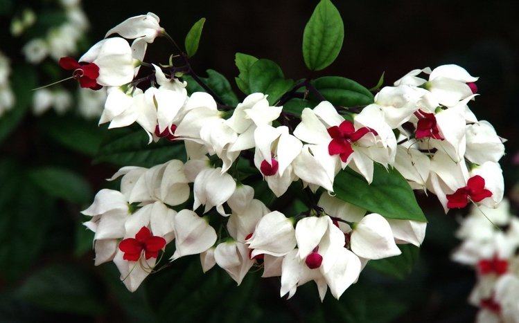 Blossom Theme screenshot #12