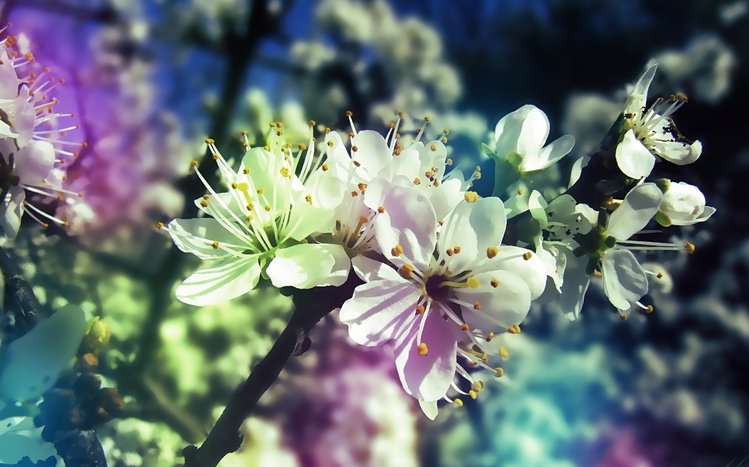 Blossom Theme screenshot #2