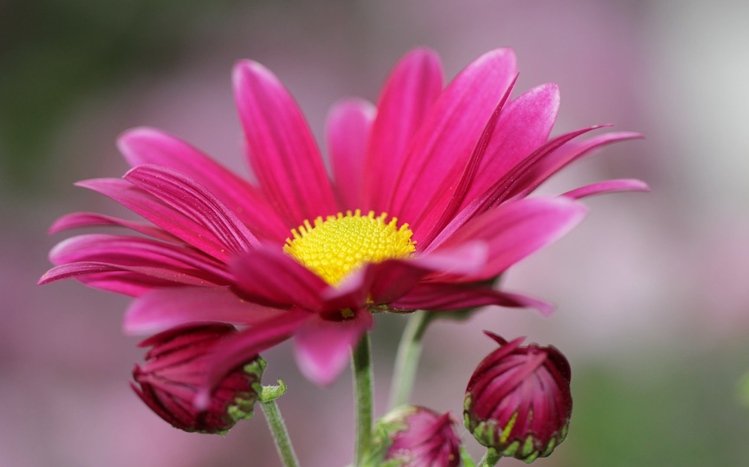 Chrysanthemum Theme screenshot #1