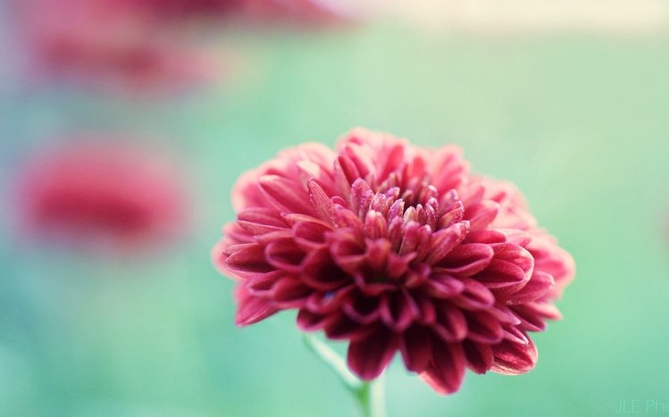 Chrysanthemum Theme screenshot #5