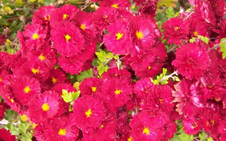 Chrysanthemum Theme screenshot #16