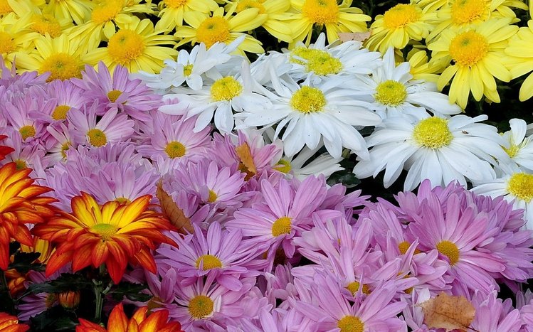 Chrysanthemum Theme screenshot #9