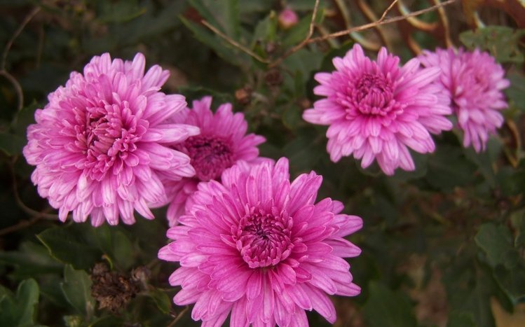 Chrysanthemum Theme screenshot #14