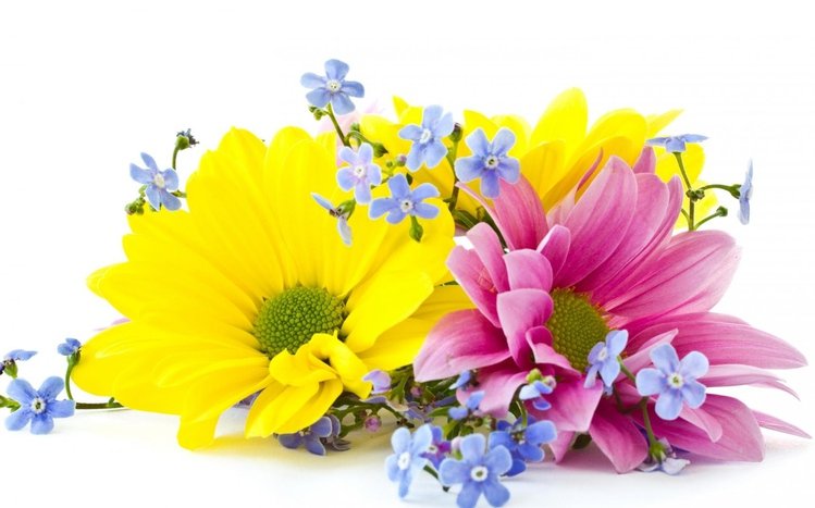 Chrysanthemum Theme screenshot #2