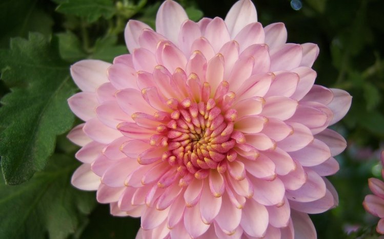 Chrysanthemum Theme screenshot #15