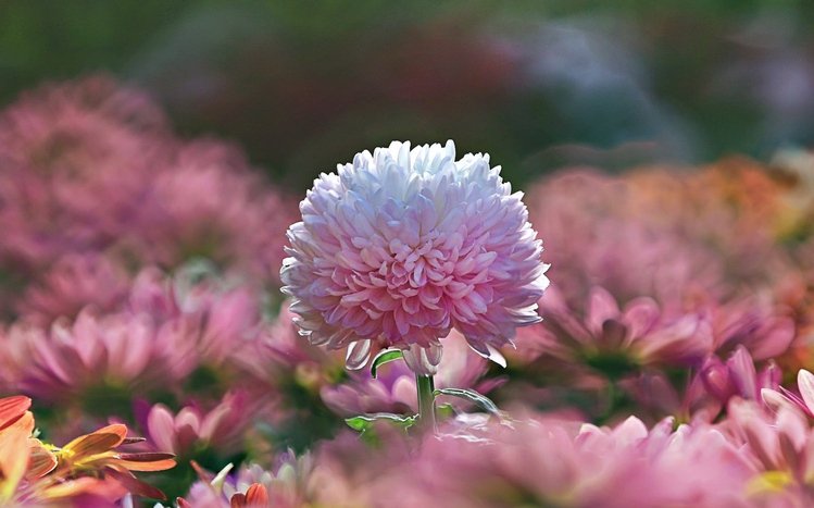 Chrysanthemum Theme screenshot #4