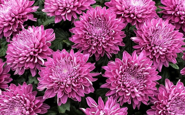 Chrysanthemum Theme screenshot #10