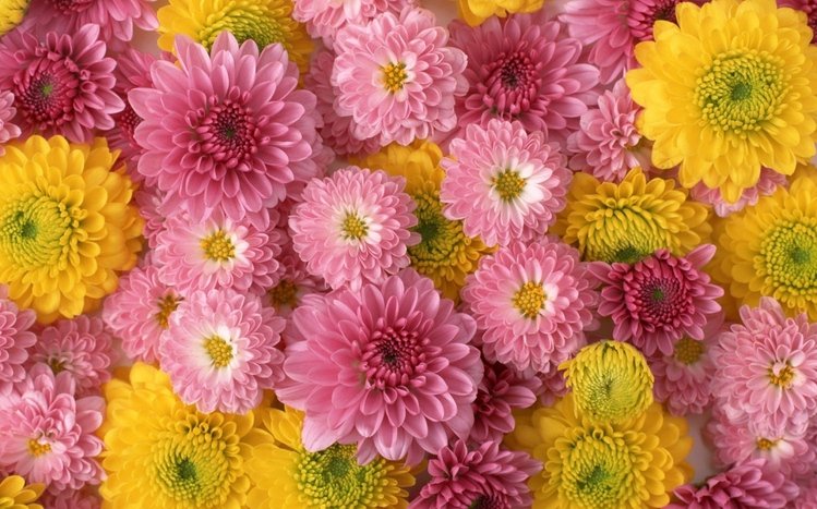 Chrysanthemum Theme screenshot #11