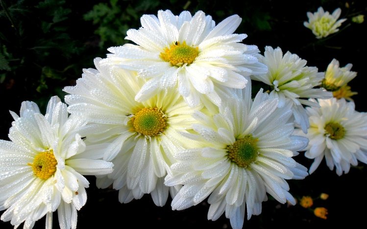 Chrysanthemum Theme screenshot #8