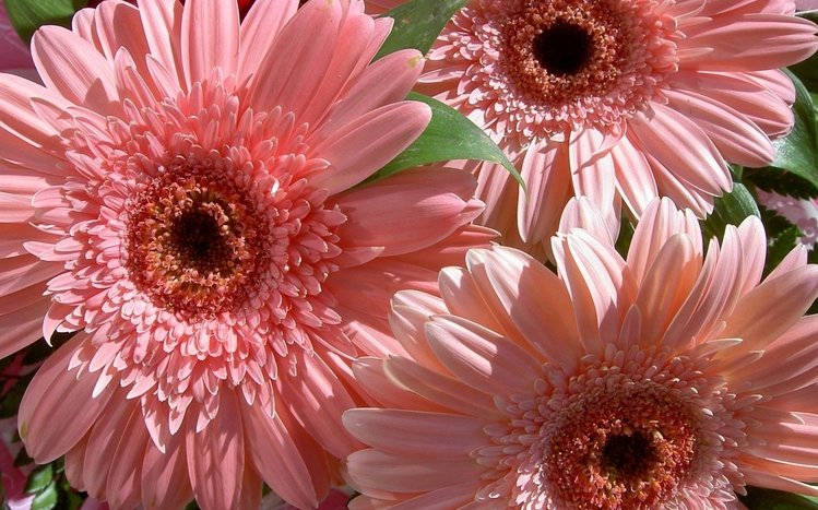 Gerbera Windows 11/10 Theme - themepack.me