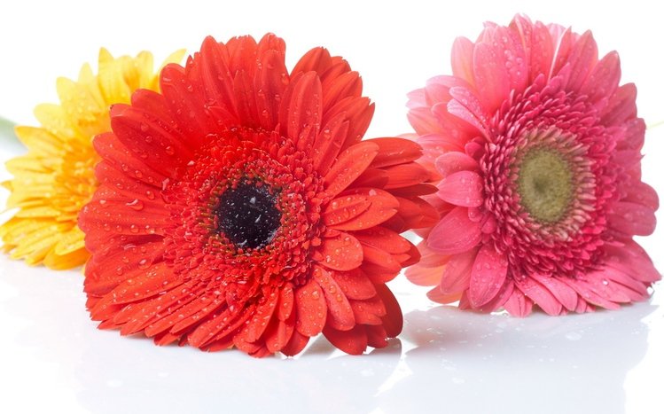 Gerbera Theme screenshot #8