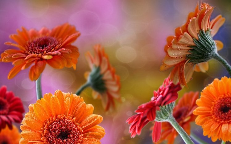 Gerbera Theme screenshot #11