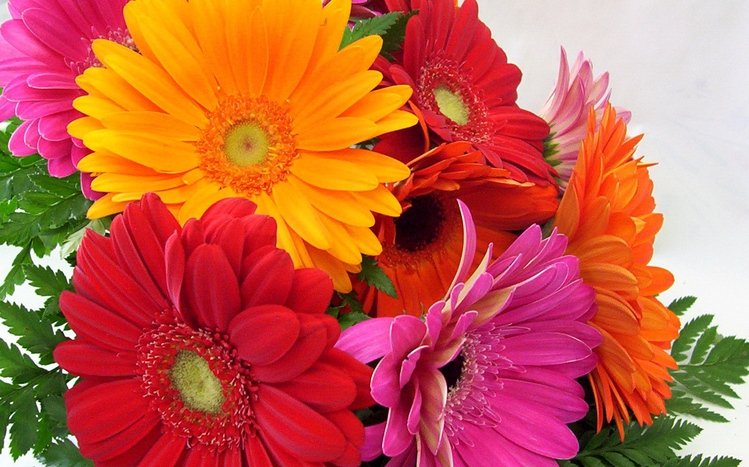 Gerbera Theme screenshot #13
