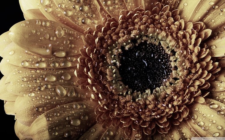 Gerbera Theme screenshot #10