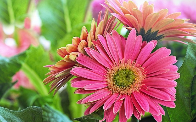 Gerbera Theme screenshot #16