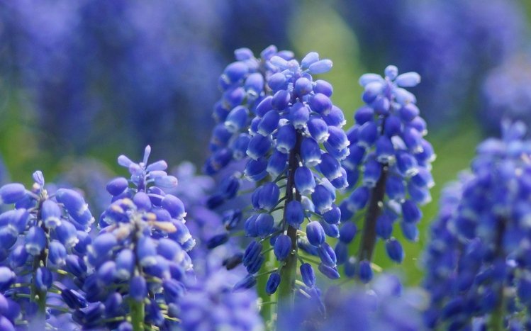 Hyacinth Theme screenshot #5