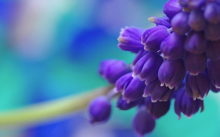 Hyacinth Theme screenshot #1