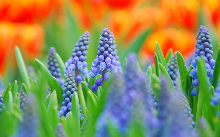 Hyacinth Theme screenshot #3