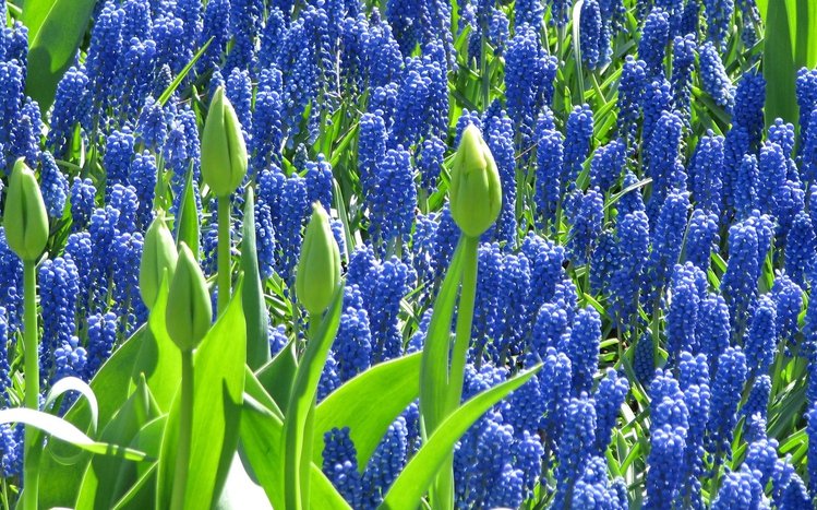 Hyacinth HD Wallpapers - Wallpaper Cave