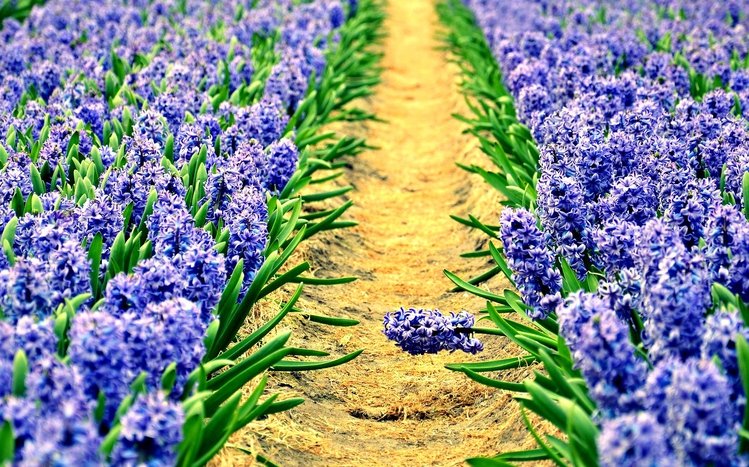 Hyacinth Theme screenshot #2