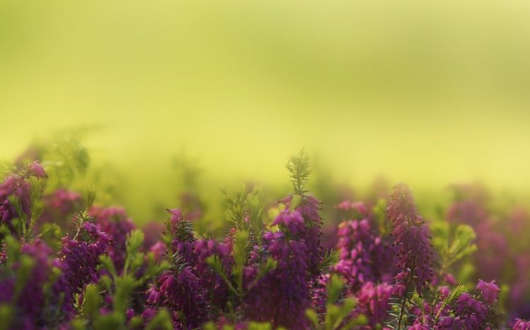 Hyacinth Theme screenshot #8