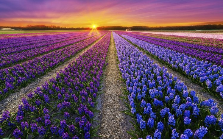 Hyacinth Theme screenshot #6