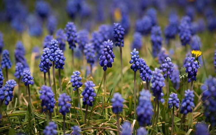 Hyacinth Theme screenshot #10