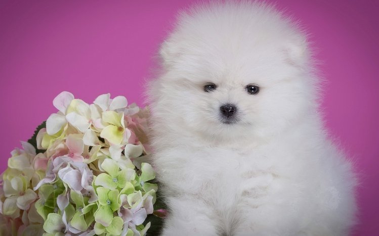 Spitz Theme screenshot #13