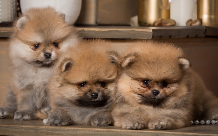 Spitz Theme screenshot #12