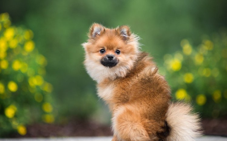 Spitz Theme screenshot #10