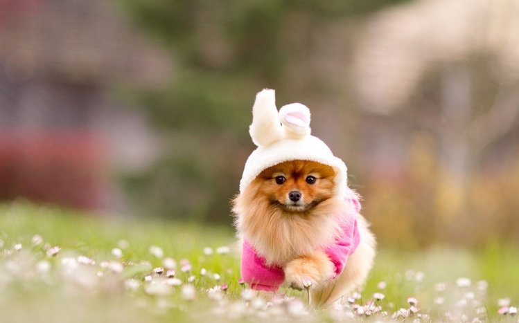 Spitz Theme screenshot #2