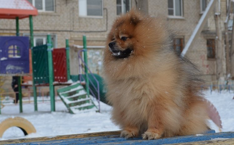 Spitz Theme screenshot #6