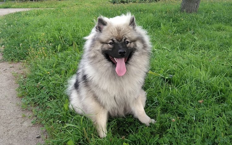 Spitz Theme screenshot #5