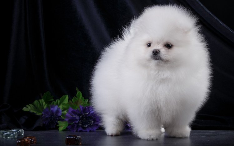 Spitz Theme screenshot #3