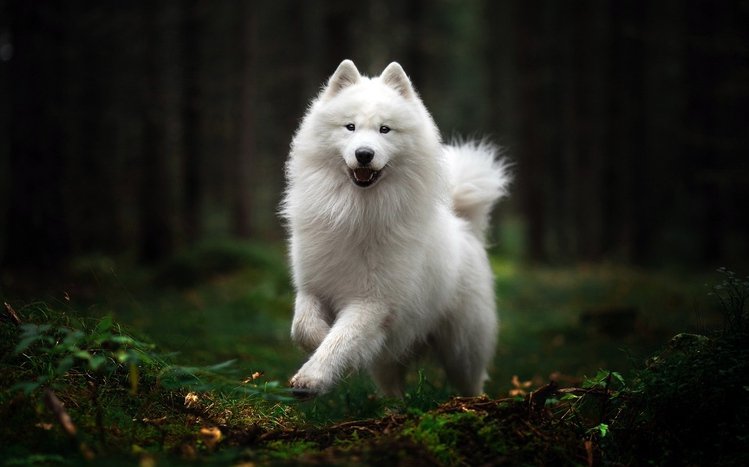 Spitz Theme screenshot #8