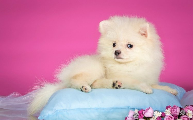 Spitz Theme screenshot #1