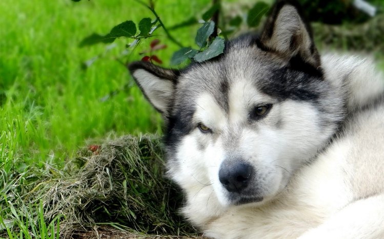 Alaskan Malamute Theme screenshot #3